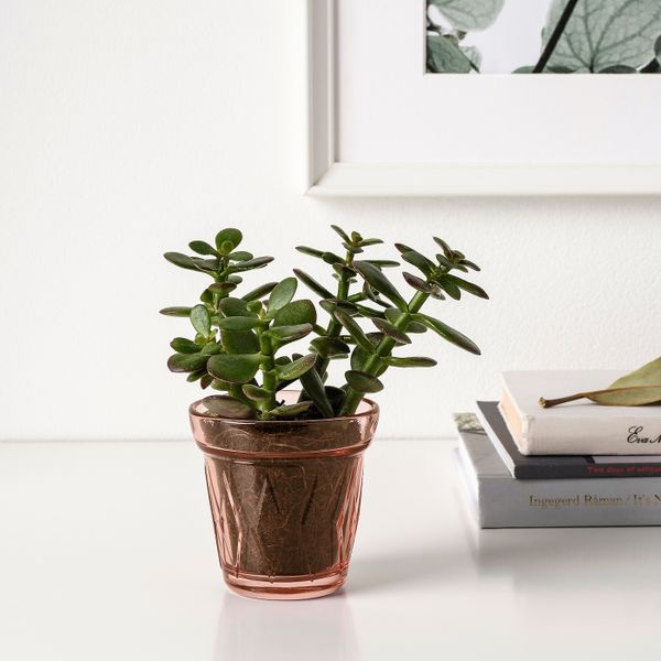 Ароматическая свеча в стакане, лесная земляника/темно-розовый 8 см IKEA VÄLDOFT ВЭЛЬДОФТ 204.423.04 - фото 5