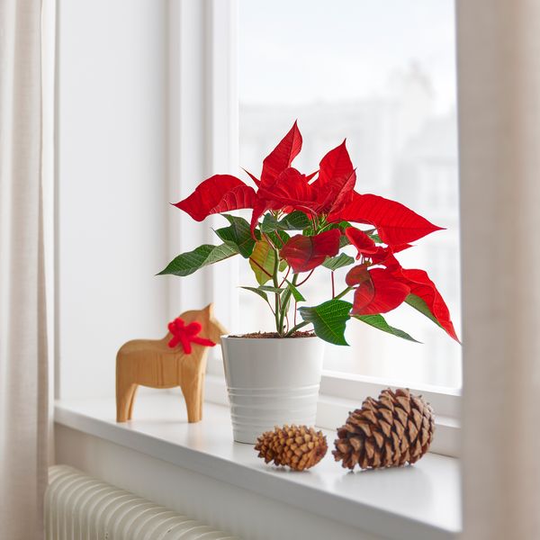 Растение в горшке IKEA POINSETTIA 605.617.00 - фото 3