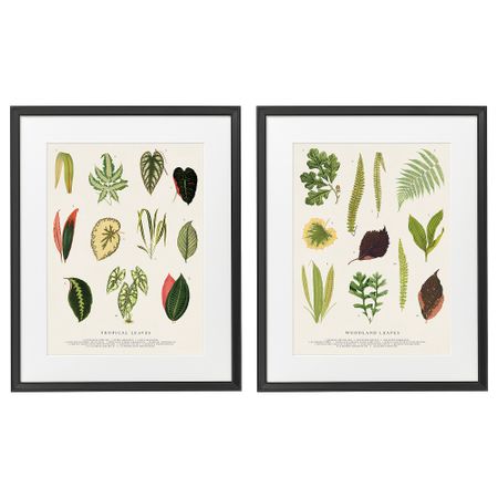 Рама с постером, Коллаж из листьев, 40x50 см IKEA KNOPPÄNG КНОППЭНГ 805.704.78