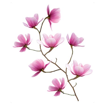 Декоративные наклейки СЛЭТГУЛЬТ, магнолия