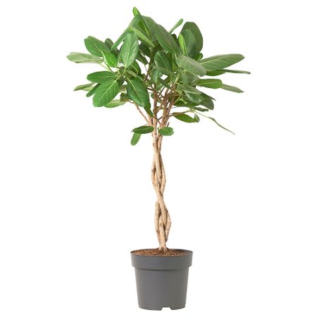 Растение в горшке, 24 см, баньян IKEA FICUS ФИКУС BENGHALEN ЛЕНSIS 705.436.02