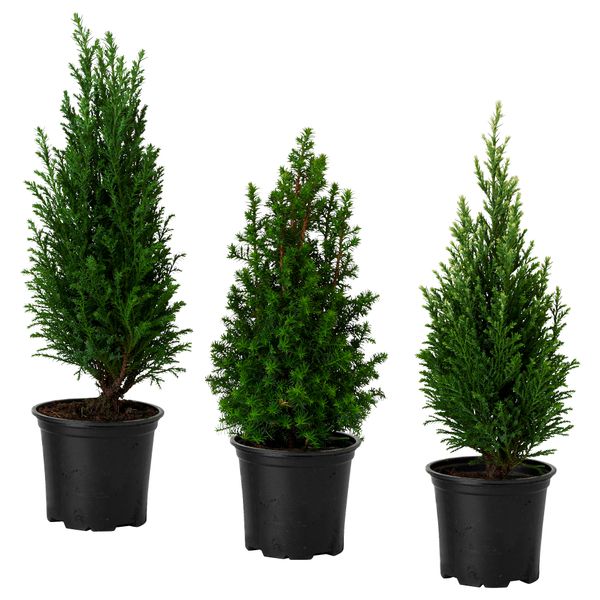 Растение в горшке CHAMAECYPARIS, Кипарисовик различные растения (10.5 см) - фото 2