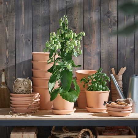 Растение в горшке, различные растения Каланхоэ Блосфельда, 14 см IKEA KALANCHOE КАЛАНХОЭ 305.785.23