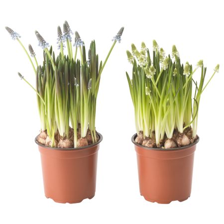 Растение в горшке IKEA MUSCARI 005.697.42