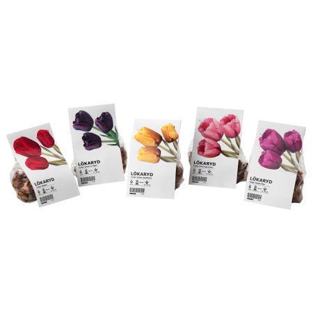 Луковицы цветочные ЛЁКАРИД, для сада, Тюльпан различные растения