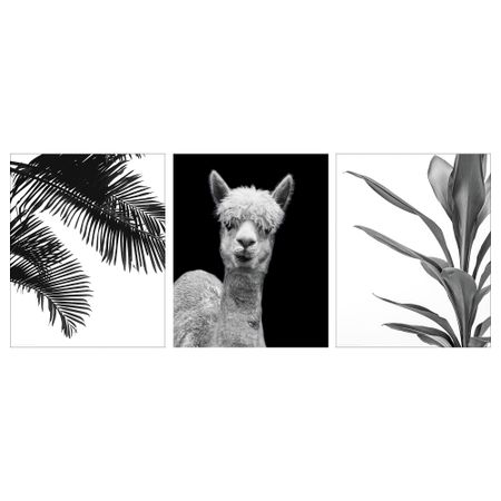 Постер БИЛЬД, Альпака (40x50 см)