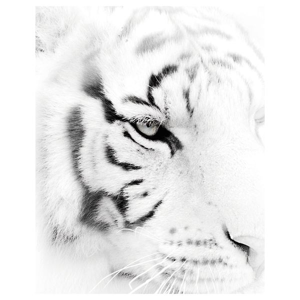 Постер, Бесстрашие, 40x50 см IKEA DRÖMBILD ДРЁМБИЛЬД 304.420.73 - фото 2