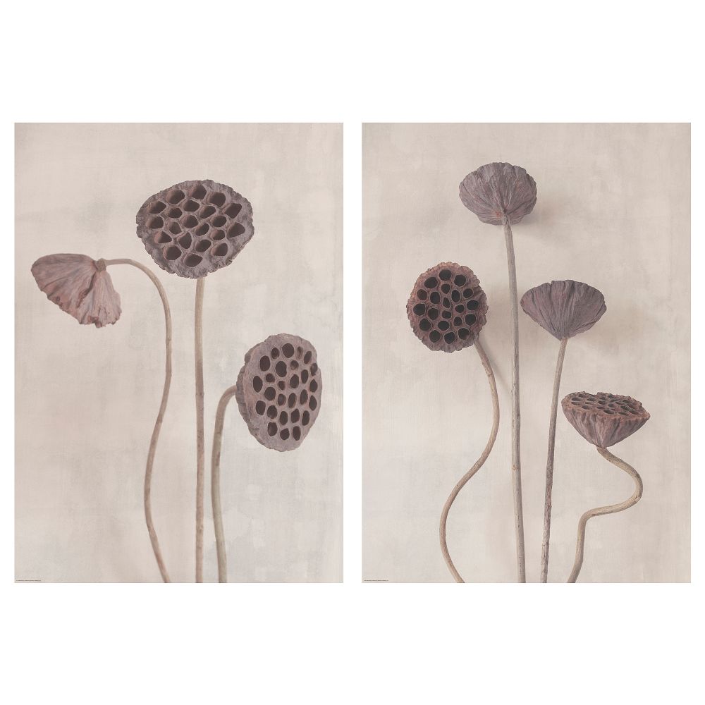 Постер, 50x70 см, Цветы в винтажном стиле IKEA DRÖMBILD ДРЁМБИЛЬД 305.544.52 - фото 1