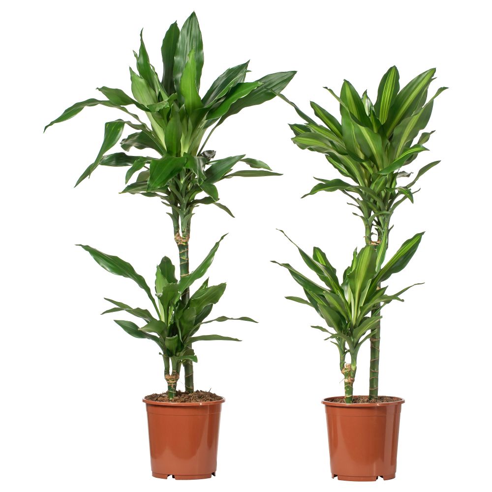 Растение в горшке, 19 см, различные растения, 2 стебля IKEA DRACAENA ДРАЦЕНА 203.053.16 - фото 1