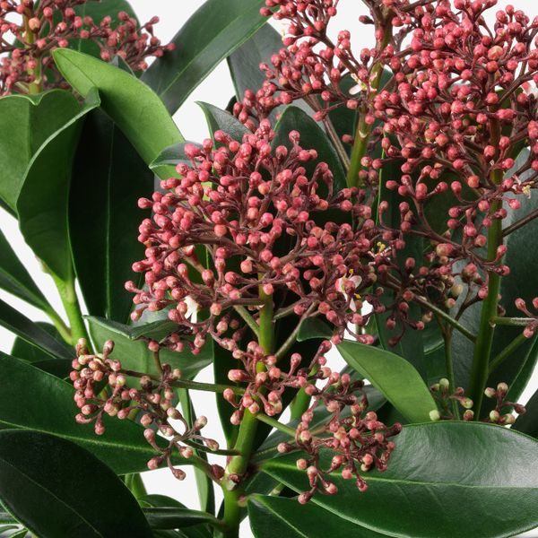 Растение в горшке 13 см IKEA SKIMMIA JAPONICA RUBELLA СКИММИЯ 404.774.01 - схема-чертеж с размерами