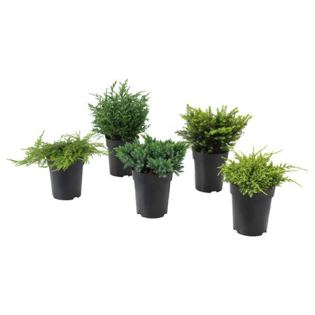 Растение в горшке КОНИФЕРМИКС, различные растения (15 см)