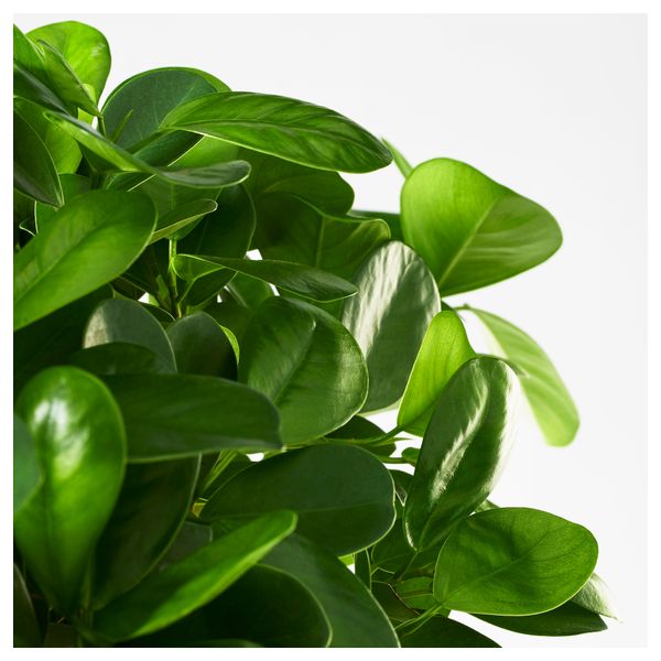 Растение в горшке FICUS MICROCARPA MOCLAME (17 см) - фото 2