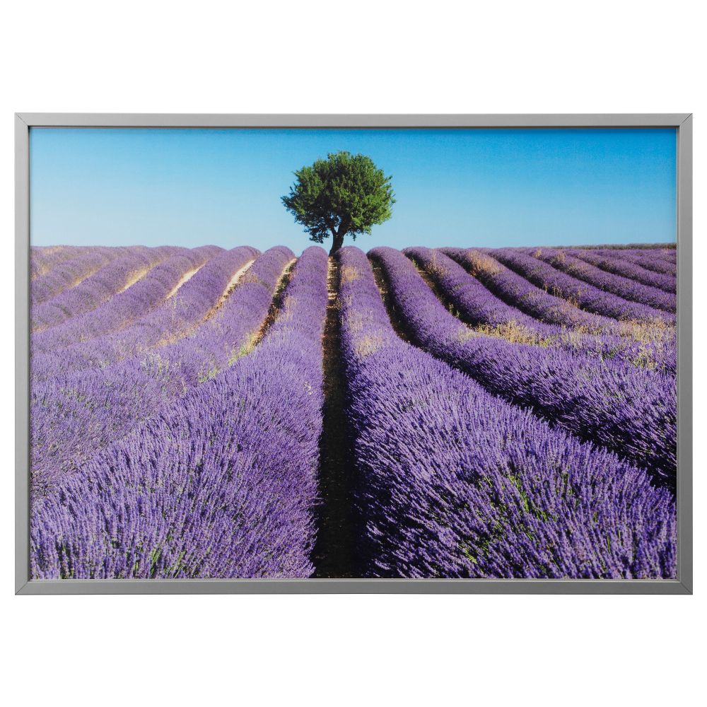 Картина с рамой БЬЁРКСТА, Поле лаванды, цвет алюминия (140x100 см) - фото 1