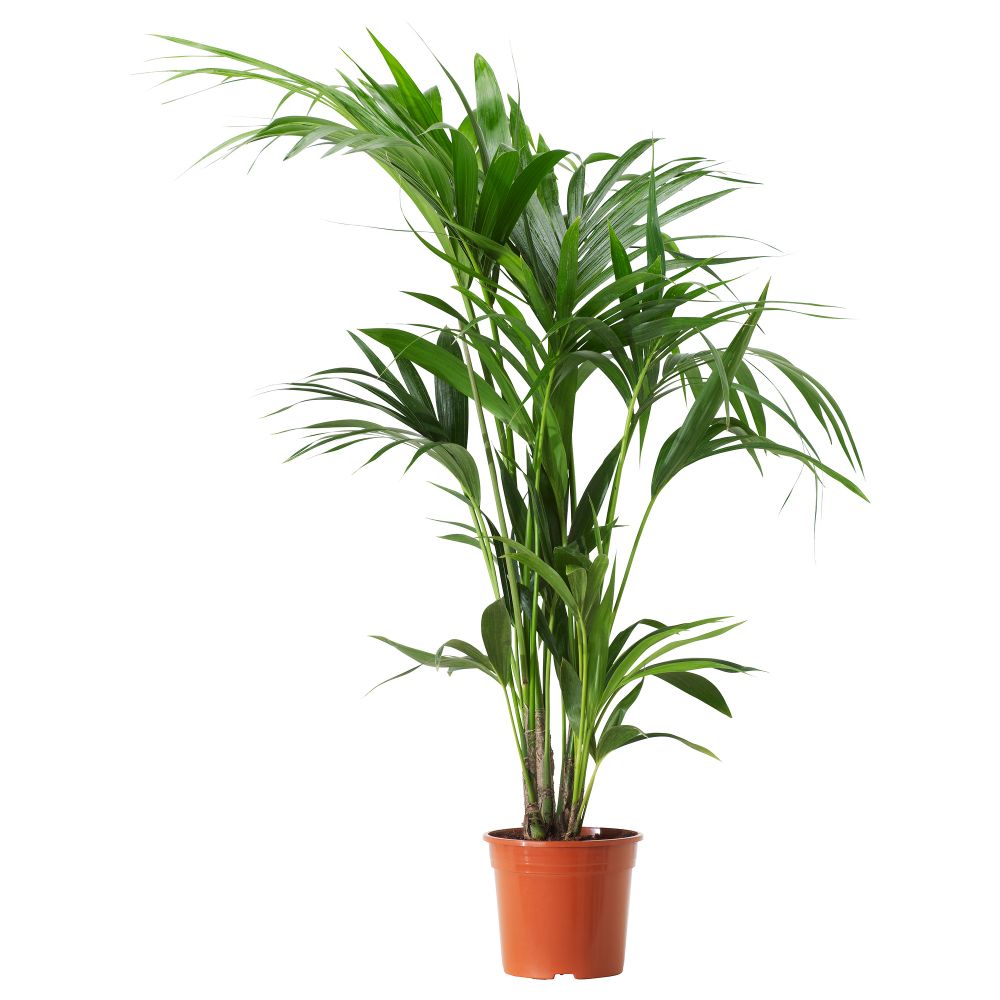 Растение в горшке HOWEA FORSTERIANA, Ховея Форстера (19 см) - схема-чертеж с размерами