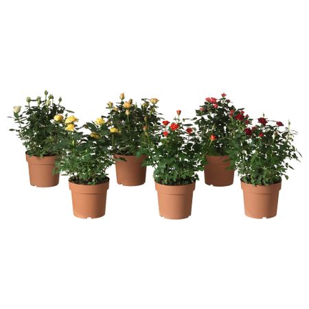 Растение в горшке РОЗА, Роза (17 см)