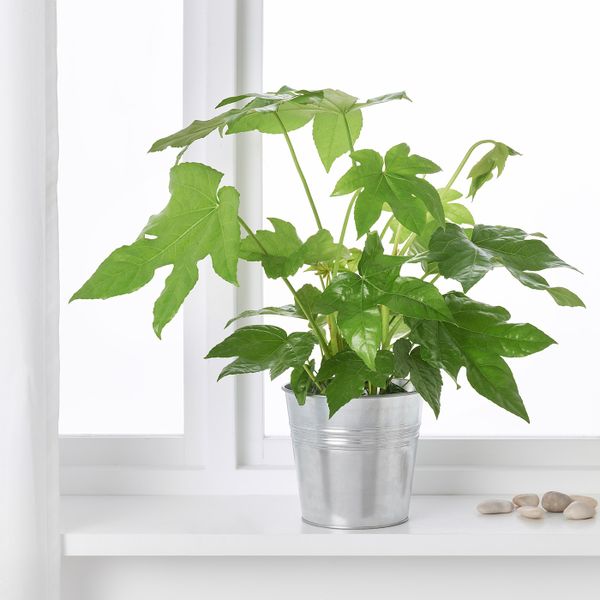 Растение в горшке, Фатсия японская 17 см IKEA ФАТСИЯ ЯПОНСКАЯ 405.158.51 - фото 2