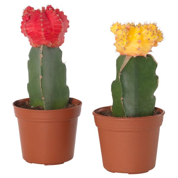 Растение в горшке, кактус Гимнокалициум 9 см IKEA GYMNOCALYCIUM ГИМНОКАЛИЦИУМ 004.933.99 - схема-чертеж с размерами