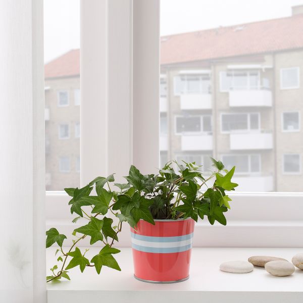 Кашпо, для дома, улицы красно-розовый 9 см IKEA КЭКИПЛОММОН 404.539.85 - фото 2