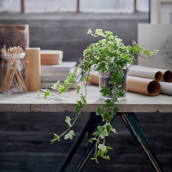 Растение в горшке, Плющ 13 см IKEA HEDERA HELIX ХЕДЕРА ХЕЛИКС 603.719.17 - фото 3