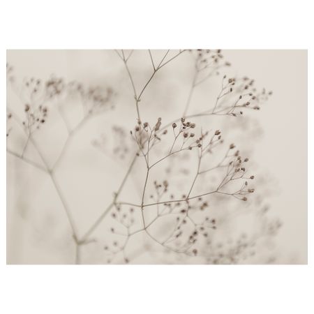 Холст, Цветы крупным планом, 140x100 см IKEA BJÖRKSTA БЬЁРКСТА 405.789.14