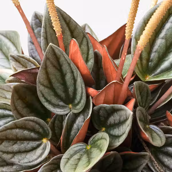 PEPEROMIA Растение в горшке - различные растения 12 см - фото 2