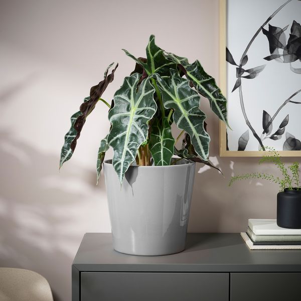 Кашпо, для дома, улицы серый, 19 см IKEA SKOGSVINBÄR СКОГСВИНБЭР 705.108.33 - фото 5