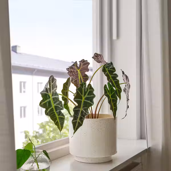 SANDKÖRSBÄR Кашпо - д/дома/улицы/бежевый 19 см - фото 2