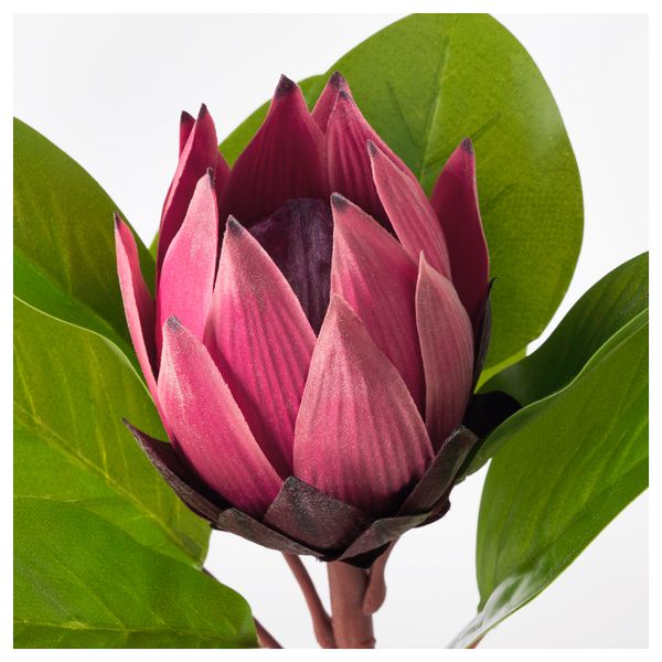 Цветок искусственный СМИККА, протея, розовый (76 см) - схема-чертеж с размерами