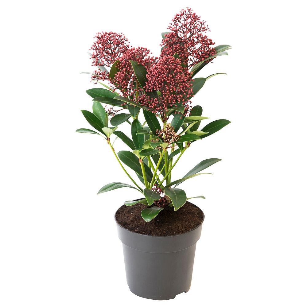 Растение в горшке, 13 см IKEA SKIMMIA JAPONICA RUBELLA 104.432.76 - фото 1