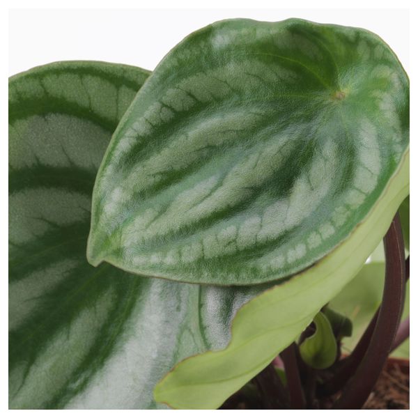 Растение в горшке ПЕПЕРОМИА, различные растения (9 см) - схема-чертеж с размерами