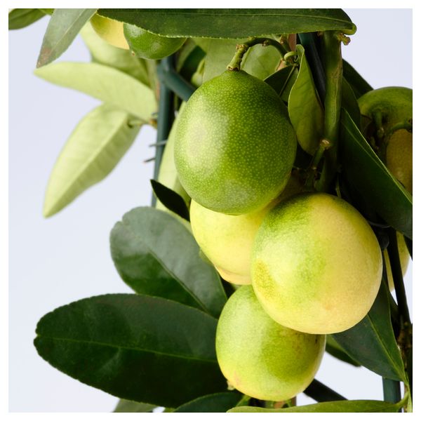 Растение в горшке CITRUS, различные растения (15 см) - фото 4