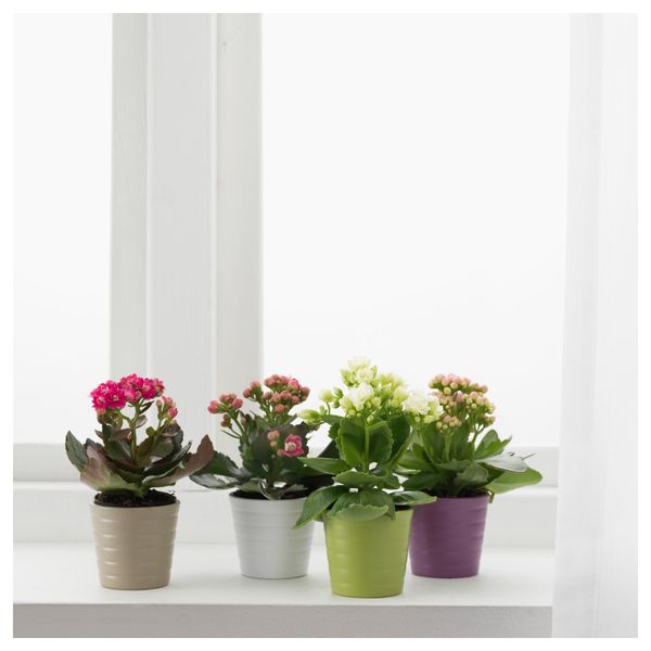 Комнатное растение в горшке KALANCHOE, Каланхоэ разные цвета (6 см) - фото 2