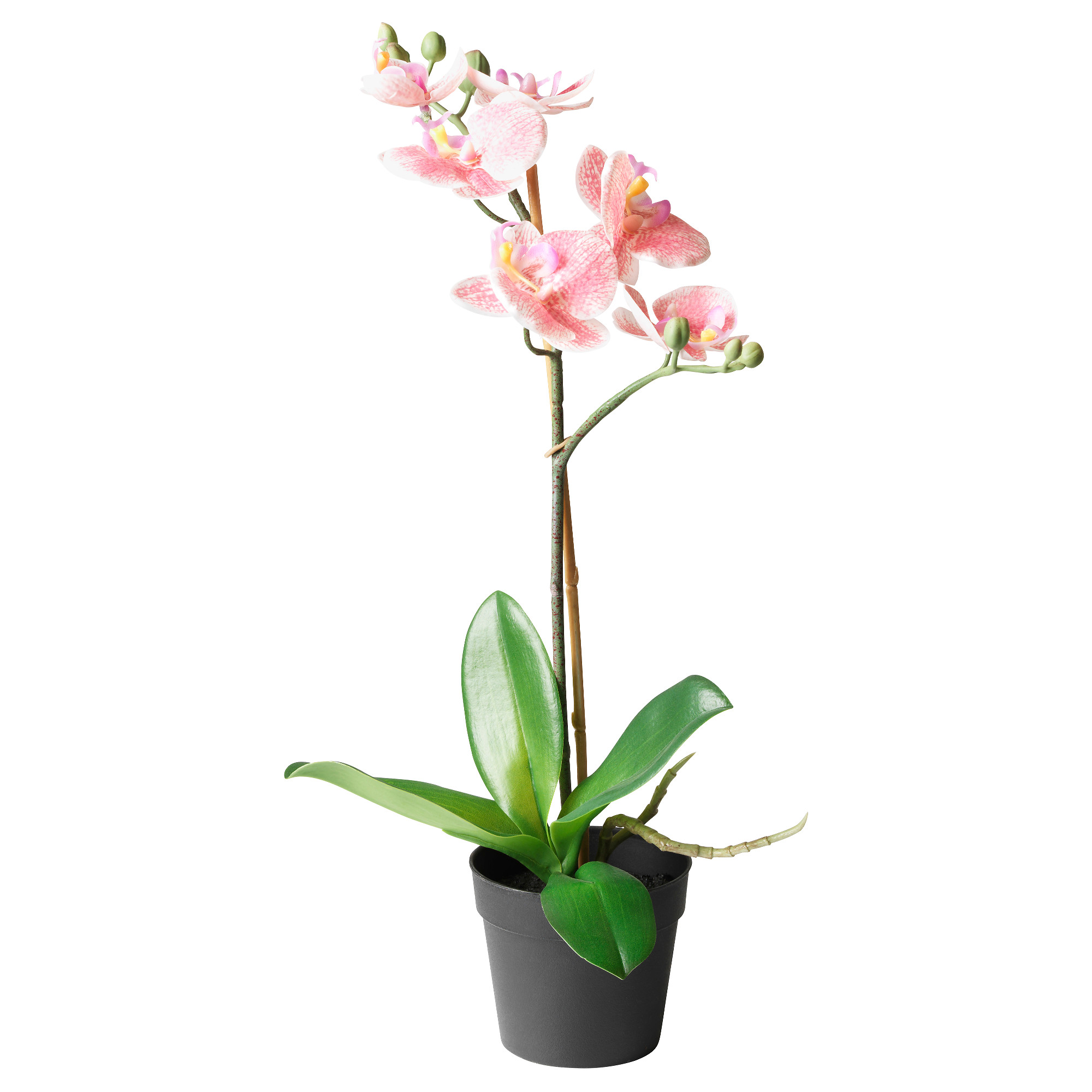 Орхидея в горшке екатеринбург. Фаленопсис икеа. Икеа горшок для орхидеи. Орхидея розовая в горшке.