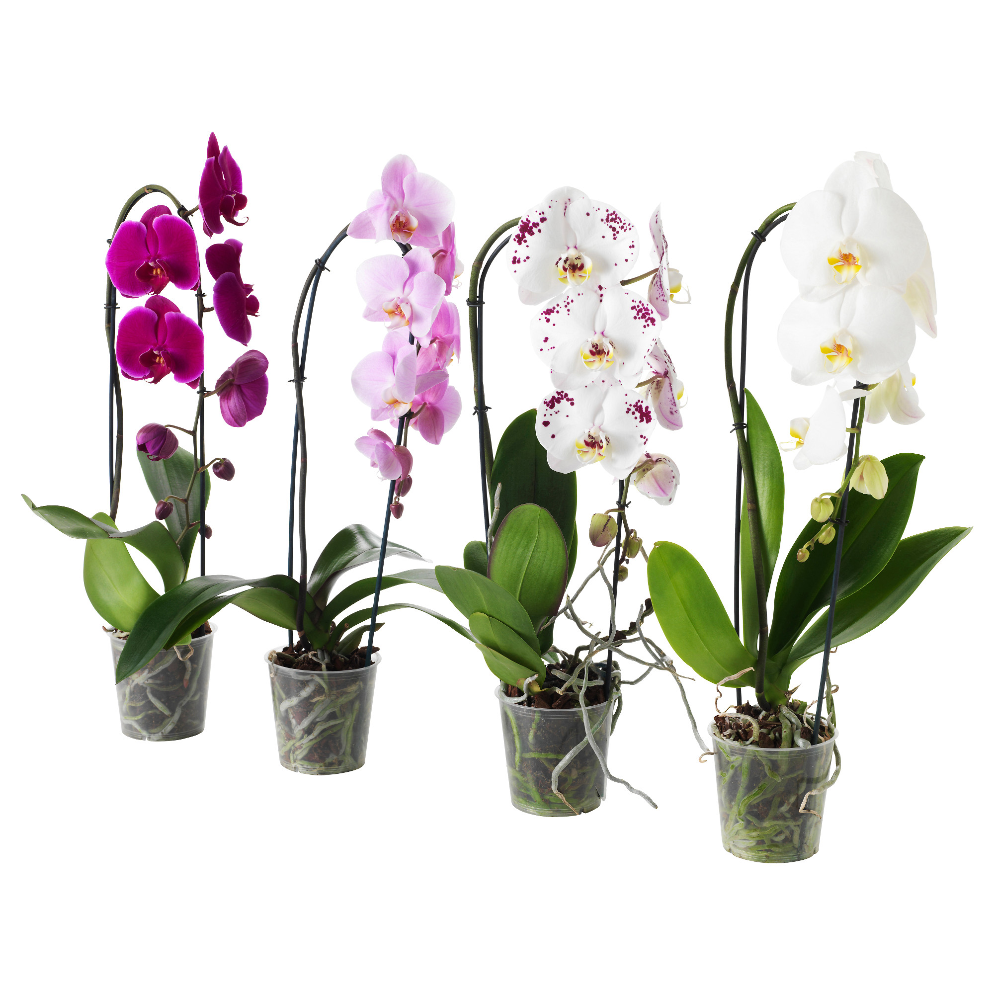 Купить орхидею в горшке авито. Орхидея фаленопсис Каскад. Фаленопсис Каскад микс. Орхидея микс d12 h60. Фаленопсис микс d12 h40.