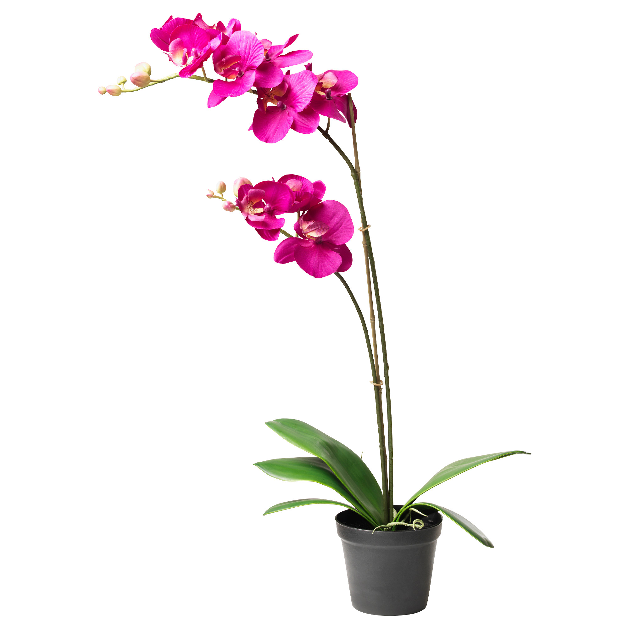 Орхидея в горшке купить в интернет. Орхидея фаленопсис икеа. Фаленопсис в горшке. Цветок в горшке фаленопсис.